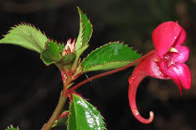 Image result for Impatiens salpinx