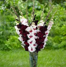 Image result for Gladiolus pretoriensis
