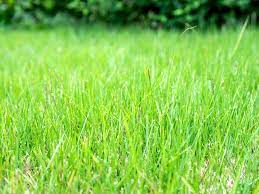 Zoysia Grass Plant Care Growing Guide