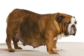 (just ask chrissy teigen.) if you're in the market for one of these full disclosure, we talk about english bulldogs here. Early Contractions And Labor In Dogs Symptoms Causes Diagnosis Treatment Recovery Management Cost