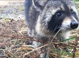 Maybe you would like to learn more about one of these? A Rabies Scare In West Virginia Turned Out To Be Just Raccoons Drunk On Crab Apples Chicago Tribune
