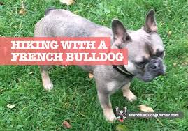 Most ripped french bulldog carter flexingbabybluekennels. Can You Hike With A French Bulldog Be Very Careful