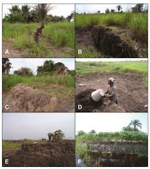 Image result for Phacelurus gabonensis