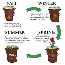 Check spelling or type a new query. Growing Care Wooden Shoe Tulip Farm Planting Bulbs Tulips Garden Bulb Flowers