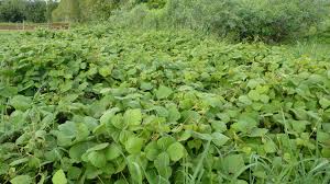 Image result for Neustanthus