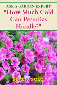 How Much Cold Can Petunias Handle Petunias Canning Cold