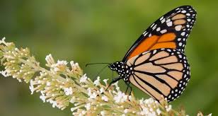 The upper surfaces of the leaves are smooth, while the lower surfaces are white and finely hairy. Top 12 Small Trees Shrubs To Attract Butterflies Birds My Garden Life