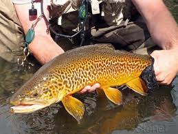 Catching Tiger Trout Trout Cool Fish Fish
