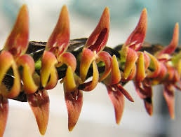 Image result for Bulbophyllum cochleatum