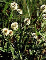 Image result for Trifolium wentzelianum