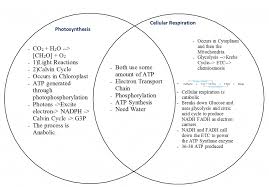 Cellular Respiration And Photosynthesis Venn Diagram Kozen