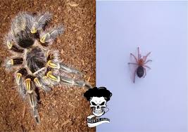 This is a true monster when it comes tarantulas. Kriwull Farm Grammostola Pulchripes Chaco Golden Knee Facebook