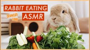 Bunny Eating Crunchy Food Asmr Wahlietv Rabbit Eating Asmr Eat