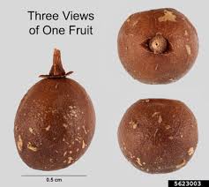 Image result for Strychnos henningsii