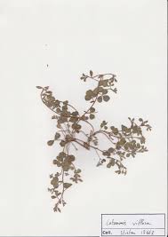 Image result for Lotononis laxa