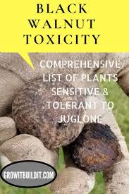 Dogs are not harmed by the plant itself. Pin On Native Plant Gardening