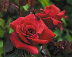 Whether you buy your roses from a nursery or garden centre, or they are delivered to you it is really important to treat them well until you are ready to plant. Top 6 Red Roses For The Garden The English Garden