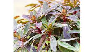 Image result for Euphorbia ugandensis
