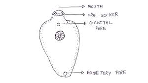 Academia.edu is a platform for academics to share research papers. Diagram Of Liver Fluke How To Draw Liver Fluke Labelled Diagram Biology Diagram Youtube