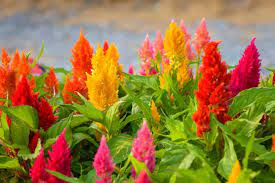 9 Different Types Of Celosia Flowers Home Stratosphere