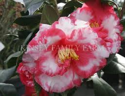 Pin On Camellias
