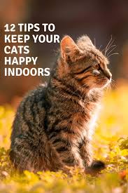 12 Tips To Keep Your Cats Happy And Healthy Indoors In 2020 Feral Cats Cats Pets