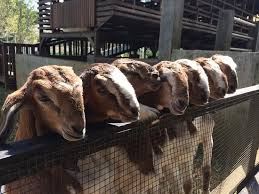 Come in, learn the word translation kambing and add them to your flashcards. Kandang Anak Kambing Picture Of Kuntum Farmfield Bogor Tripadvisor