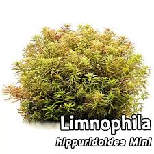 Image result for Limnophila ceratophylloides