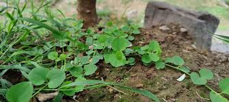 Image result for Drymaria