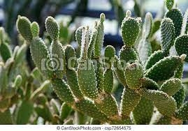 The leaves of the nopal cactus plant can be eaten when stripped of their. The Botanical Family Of Opuntia Ficus Indica Is Cactaceae Cactus Opuntia Leucotricha Plant With Spines Close Up Green Plant Canstock