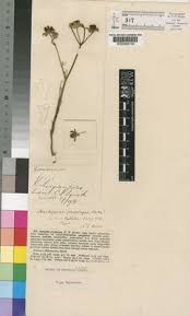 Image result for Stathmostelma fornicatum