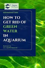 How To Get Rid Of Green Water Algae In Fish Tank Aqua Movement In 2020 Fish Tank Betta Fish Aquarium Algae