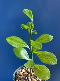 Image result for Synadenium grantii