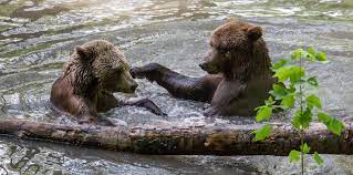 We did not find results for: Alternativer Barenpark Worbis Tauchen Sie Ein In Die Welt Der Baren