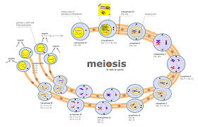 meiosis i and meiosis ii what is their difference albert io