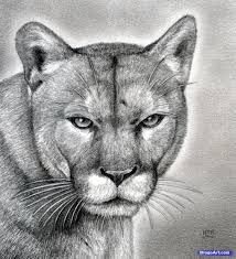 How To Draw A Realistic Puma Mountain Lion Step By Step Forest Animals Animals Free Online Drawing Tutorial Ad Lion Artwork Animal Drawings Mountain Lion