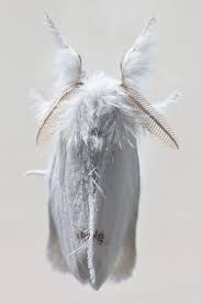 Black And White Spotted Moth Pa Poodle Moth Moth Beautiful Bugs Bugs And Insects