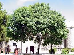 Image result for Fraxinus velutina