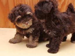 They are seven weeks old, with two males and two females. Www Havaneseteddybears Com Chocolate Havanese Available In Berkeley Ca Havanese Breeders