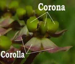 Image result for Asclepias albens