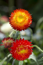 Image result for Helichrysum brassii