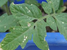 Maybe you would like to learn more about one of these? Tomato Diseases White On Leaves Cromalinsupport