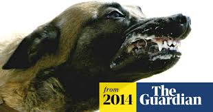 2 days ago · an animal rights group slammed the biden administration after the us military was accused of leaving its contract dogs behind in afghanistan before pulling out of kabul — but the military hit back,. Us Military Sniffer Dog Captured In Afghanistan Taliban Claim Taliban The Guardian