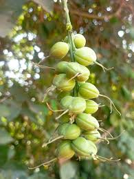 Image result for Alchornea laxiflora