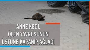 Anne Kedi Olen Yavrusunun Yanindan Ayrilmadi Ustune Kapanip Agladi Youtube