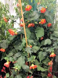 Image result for Abutilon grantii