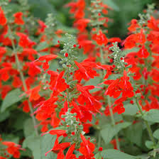Image result for Salvia coccinea