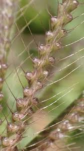 Image result for Chloris