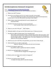 Gel Electrophoresis Homework Assignment Gel Electrophoresis Homework Assignment Go To Http Learn Genetics Utah Edu Content Labs Gel Answer The Course Hero