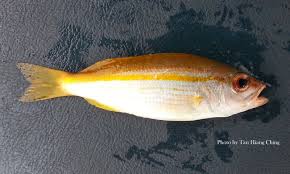 Synonyms for ikan merah in free thesaurus. Snappers Lutjaninae Talk About Fish